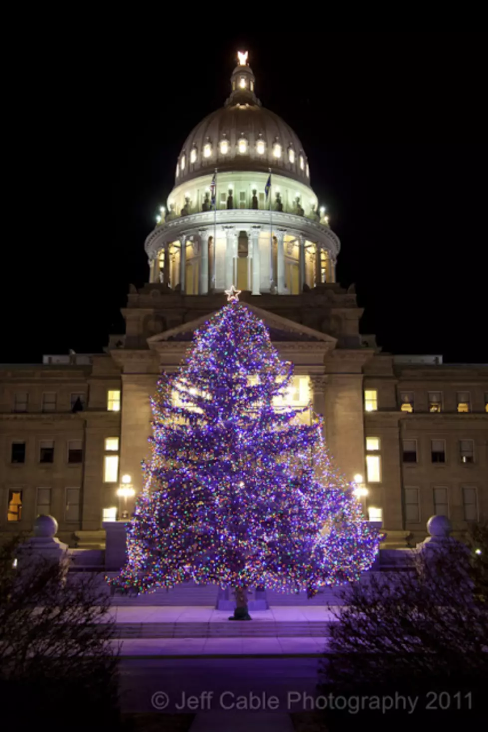 Capitol Tree Lighting
