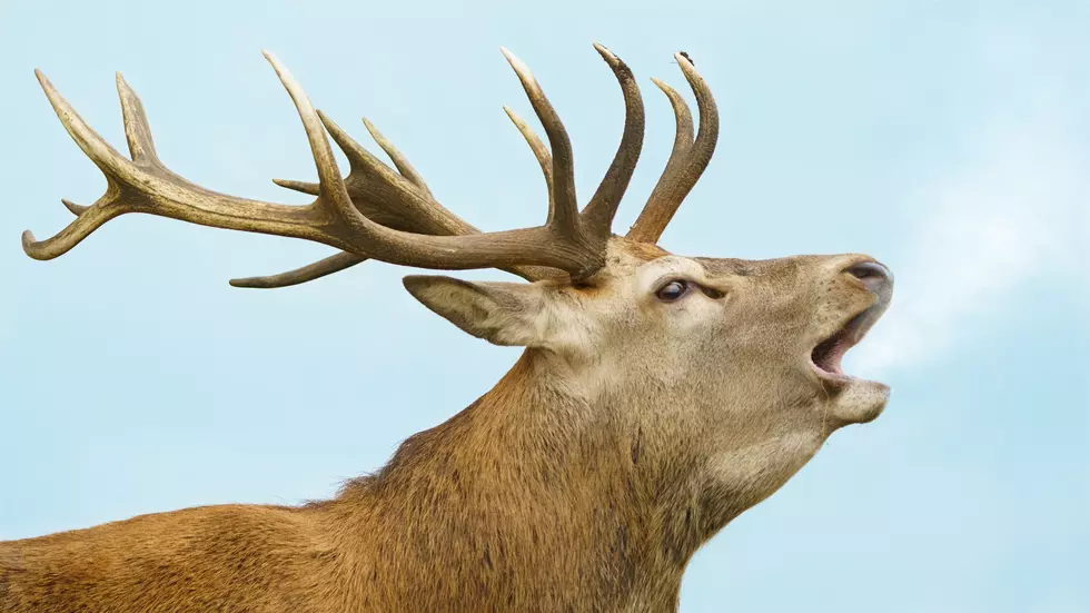 Animal Sex Is Illegal and Other Weird Oregon Laws