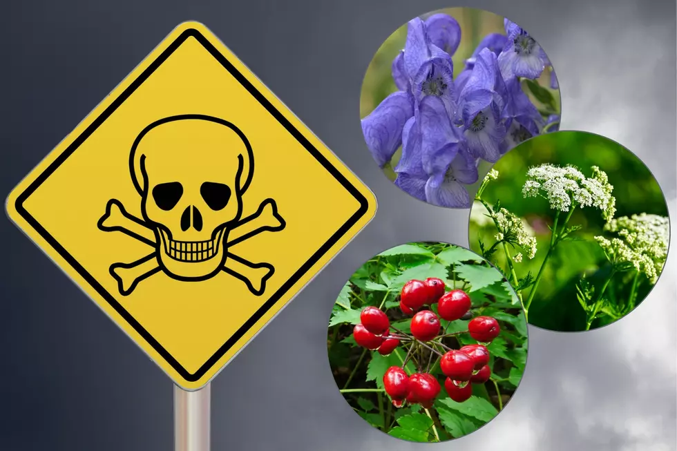 Idaho Should Be on High Alert For These 9 Extremely Toxic Plants