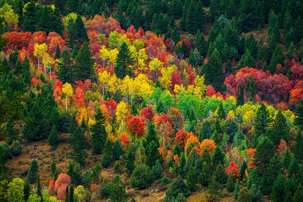 New Forecast Says Idaho’s 2025 Fall Colors Will Be a Big Letdown