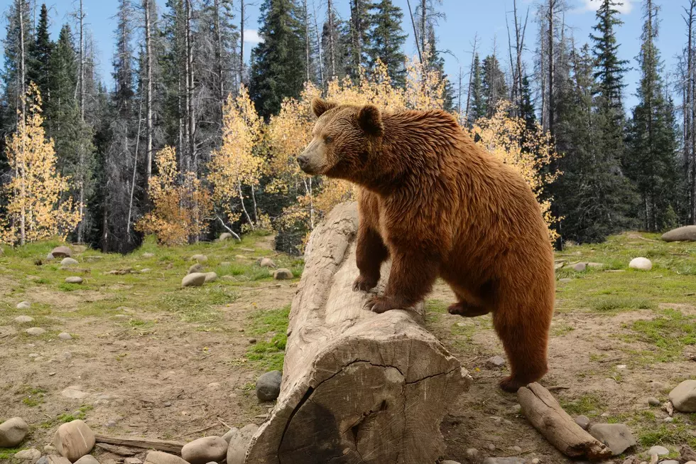 Learn to Recognize These 7 Risky Wildlife Tracks in Idaho
